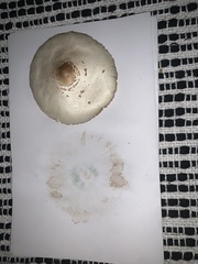 Chlorophyllum