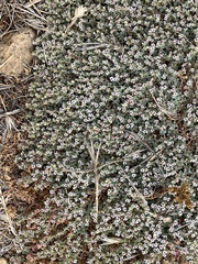 Euphorbia polycarpa