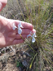 Moraea tripetala