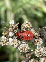 Spilostethus saxatilis
