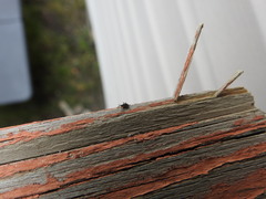 Aphidomorpha