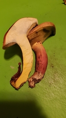 Lanmaoa pallidorosea