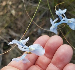 Moraea tripetala
