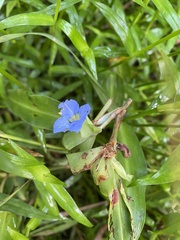 Commelina virginica
