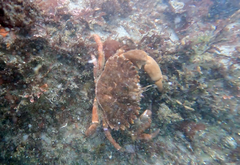 Romaleon antennarium