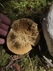 Russula murrillii