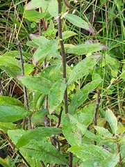 Solidago bicolor