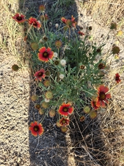 Gaillardia