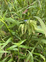 Commelina virginica
