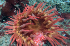 Cribrinopsis albopunctata