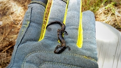 Chiropterotriton ceronorum