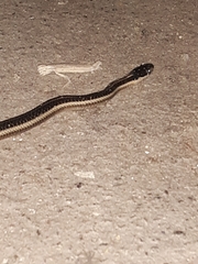 Thamnophis ordinoides