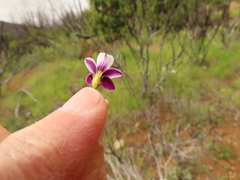 Viola cuneata