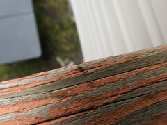 Aphidomorpha