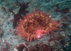 Cribrinopsis albopunctata