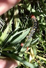 Hyles euphorbiae