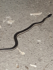 Thamnophis ordinoides