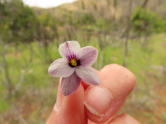 Viola cuneata