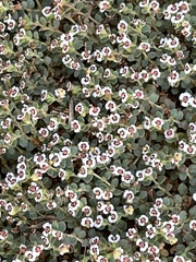 Euphorbia polycarpa
