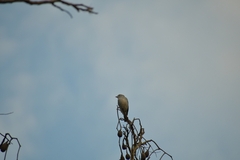 Thraupis sayaca