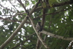 Yungipicus moluccensis