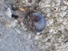 Littorina littorea
