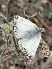 Heliopetes ericetorum