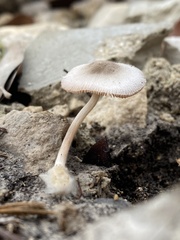 Volvariella