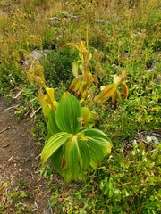 Veratrum