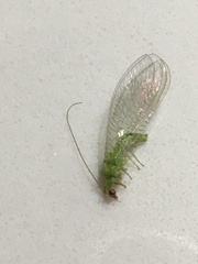 Chrysopodes collaris