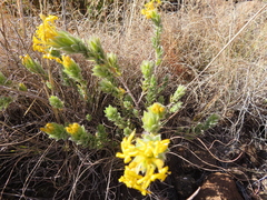 Lasiosiphon polyanthus