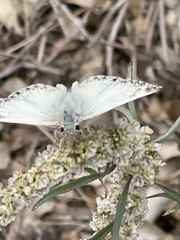 Heliopetes ericetorum