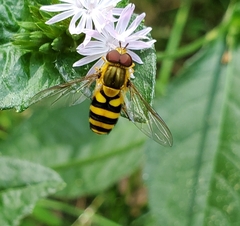 Syrphus knabi