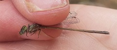 Ischnura