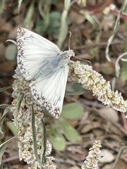 Heliopetes ericetorum
