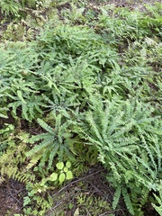 Adiantum pedatum