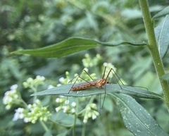 Nephrotoma ferruginea