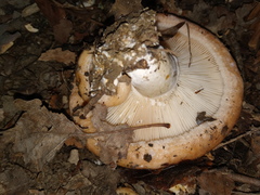 Lactarius acerrimus