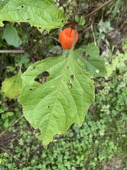 Alkekengi officinarum