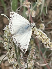 Heliopetes ericetorum