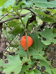 Alkekengi officinarum