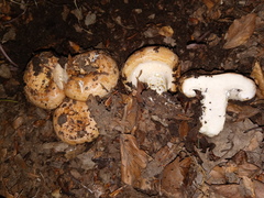 Lactarius acerrimus