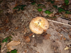 Lactarius acerrimus