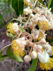 Calophyllum