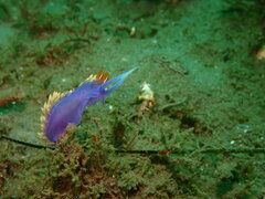 Flabellinopsis iodinea