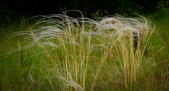 Stipa borysthenica