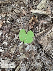 Sanguinaria canadensis