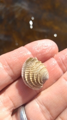 Chione elevata