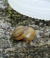 Gastrodontidae