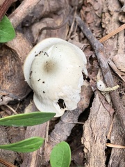 Clitocybe odora